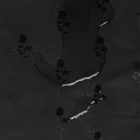 Mystic Wild Rose Black 8